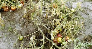 Image result for tomato seedling fusarium wilt
