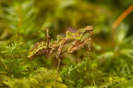 Image result for Huberantha mossambicensis