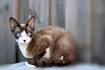 14 Small Cat Breeds: Cat Sizes and Personality Traits