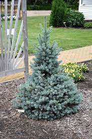 Maybe you would like to learn more about one of these? Sester Dwarf Blue Spruce Picea Pungens Sester Dwarf In Columbus Dublin Delaware Grove City Gahanna Bexley Ohio Oh At Oakland Nurseries Inc