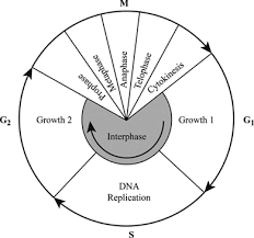 Phases of cell cycle cell cycle and its phases. Definition Of Cell Cycle Chegg Com