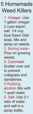 I always want to share stuff we do around the house, whether it's building a deck and outdoor kitchen or planting some succulents! Weed Kill Hm