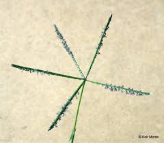 Rumput grinting (cynodondactylon) merupakan tumbuhan yang diduga berasal dari bagian utara dan timur afrika, asia, australia dan eropa bagian selatan. Cynodon Dactylon Bermuda Grass Go Botany
