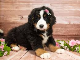 We did not find results for: Bernese Mountain Dog Pet City Pet Shops