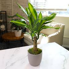 Image result for Dracaena steudneri