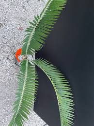 Image result for Encephalartos munchii