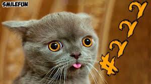 Koshki 2019 Smeshnye Koty Prikoly S Kotami Do Slez Smeshnye Koshki Funny Cats 2019 Youtube