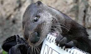 Pet otters are sought after in many asian countries like japan, thailand, and malaysia. Miriam Darlington S Top 10 Literary Otters Science And Nature Books The Guardian