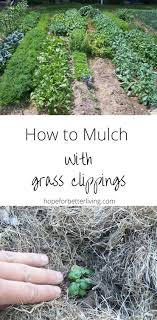 12 plants to grow for chop and drop mulch. How To Mulch With Grass Clippings Garden Mulch Vegetable Garden Planner Fall Garden Vegetables