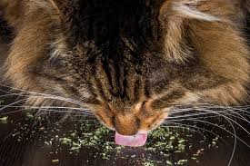 This special feature investigates these questions and more. Happiness Overload Cats And Catnip
