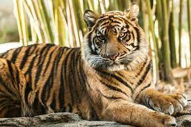 Kinleigh Rose Is Growing Up She Just Turned One Year Old Zoo Animals Jacksonville Zoo Zoo