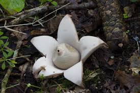 Image result for Geastrum triplex