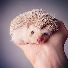 Hedgehog Cuddly Animals Cute Creatures Newborn Animals