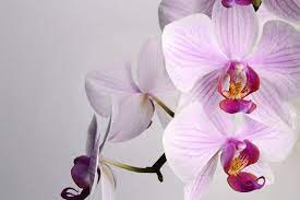 Beautiful Phalaenopsis Orchid Flowers Isolated On White Background Orchid Flower Orchid Illustration Phalaenopsis Orchid