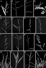 Image result for Urochloa xantholeuca