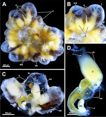 Image result for Kotschya stolonifera