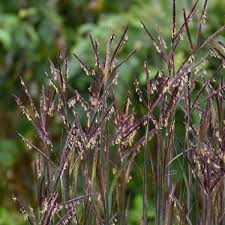 Image result for Andropogon eucomus