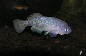 Image result for Pteris microlepis