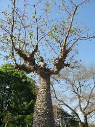 Image result for Ceiba