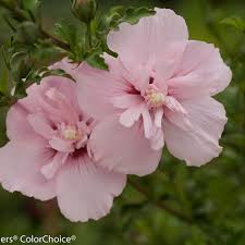 Greater fort wayne death notices from the fort wayne newspapers and other indiana death notice sources. Pink Chiffon Rose Of Sharon Hibiscus Syriacus Proven Winners