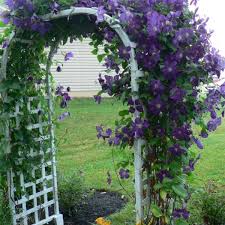 Flowering shrubs are a must in a zone 5 & 6 garden! 20 Plants And Flowers To Include In Your Zone 5 Garden Dengarden