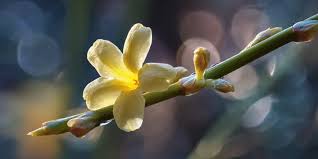 Image result for Jasminum nudiflorum