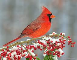 Snow Cardinals Northern Cardinal Bird Cardinal Birds Red Birds Bird