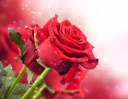 أجمل 40 خلفية عالية الدقة للورد الاحمر مداد الجليد rose flower wallpaper rose wallpaper rose flower