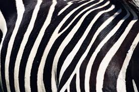 Khususnya pada tari yang dilakukan secara berkelompok. Gambar Kuda Zebra Margasatwa Hewan Darat Hitam Dan Putih Merapatkan Pola Satu Warna Fotografi Monokrom Safari Kebun Binatang 4988x3325 1611651 Galeri Foto Pxhere