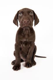There became a need for a dog capable of serving multiply roles in the field. All Brown German Shorthaired Pointer This Might Be Our Next Dog German Shorthaired Pointer Dog German Shorthaired Pointer Dog Breeds