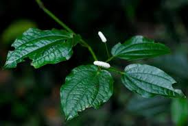 Image result for Piper capense