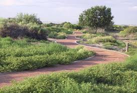 *indicates plant native to el paso county common name comments available? Botanical Gardens Things To Do Destination El Paso El Paso Texas