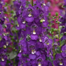 Image result for Angelonia
