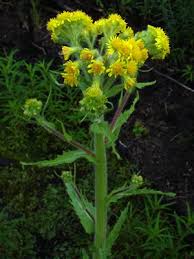 Image result for Tephrosia meisneri