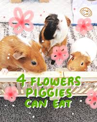 Pin On Guinea Pig Care Tips Guineadad