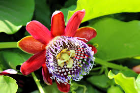 Image result for Passiflora quadrangularis