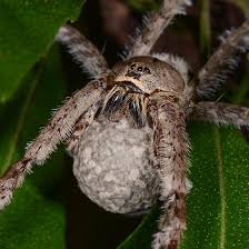 Apr 03, 2019 · woodland dwelling fishing spiders feed on invertebrates (even slugs). Fishing Spider With Egg Sac Dolomedes Albineus Bugguide Net