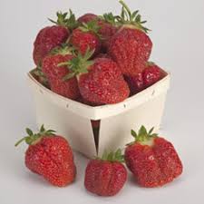 Strawberry Plants Best Selection And Highest Quality At