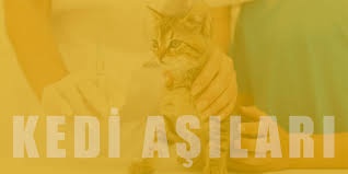 Kedi Asi Takvimi Ve Fiyatlari Yavru Ve Yetiskin Kedi Asilari