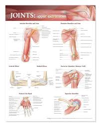 Muscles of the upper and lower leg. Joints Of The Upper Extremities Laminated Anatomical Chart Anatomy Muscle Anatomy Massage Therapy