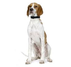 Some c programming tasks are performed more easily with pointers, and other tasks, such as dynamic memory allocation, c. Pointer Dog Breed Information Purina