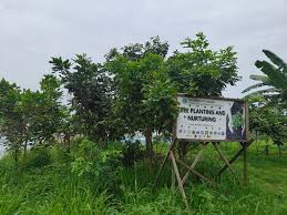 Image result for Millettia stuhlmannii