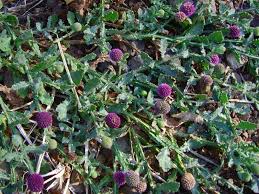 Image result for Sphaeranthus gomphrenoides