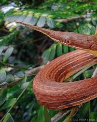 Image result for Salacia madagascariensis