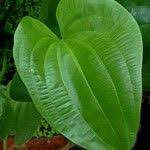 Image result for Caldesia parnassifolia