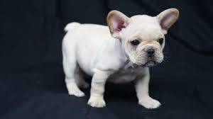 You can find them in acceptable akc color standards such as fawn, brindle, cream, and white, as well as in rare lilac, isabella, blue, chocolate, and sable coats. Platinum Cream French Bulldog Boy Frenchieforsale Frenchie4sale Frenchbulldogforsale Frenchbulldog Frenchiebu Cream French Bulldog Bulldog French Bulldog