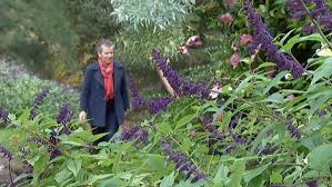 Image result for Ceratostigma griffithii