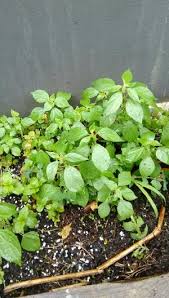 Image result for Parietaria