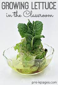 Science For Kids Growing Lettuce Indoors Pre K Pages Growing Lettuce Growing Lettuce Indoors Food Garden