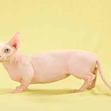 Featured in cats usa 2015 annual! The Ethics Of Cuteness A Closer Look At 12 Trendy Cat Mutations